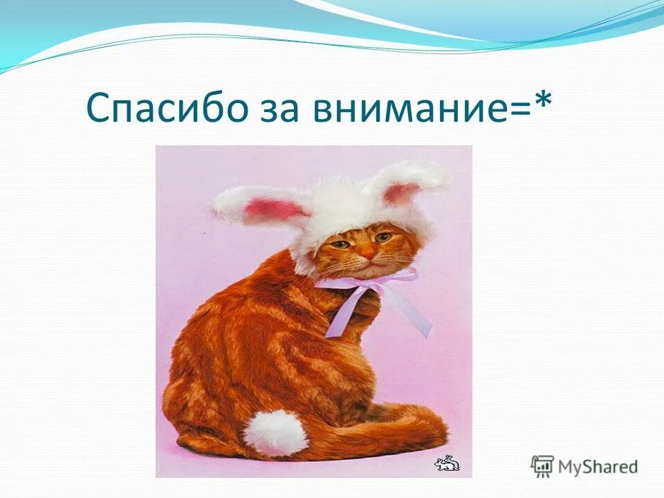 спсаибозп внимание кошка. спасибо за внимание для презентации с котиком. спасибо за внимание котик. спасибо за внимание котенок. спасибо за внимание котик.