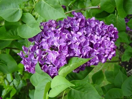 Длина и ширина листа сирени