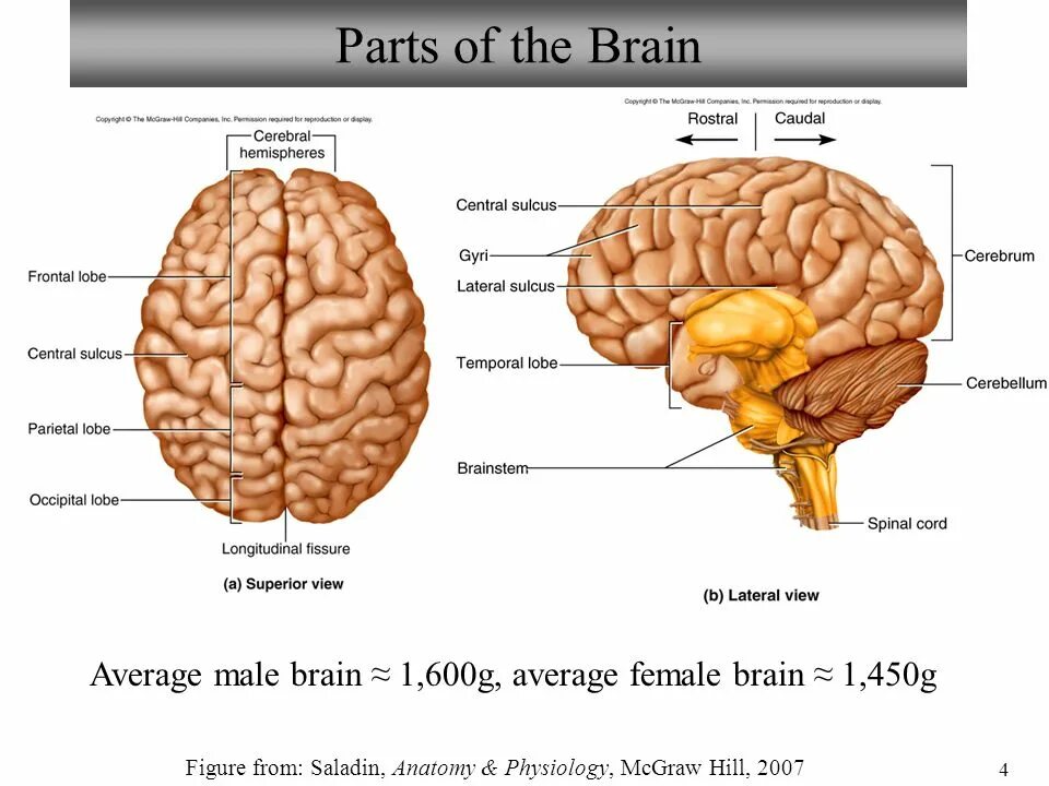 Parts of Brain and their function. Parts of the Brain. Brain structure. Parts and structures of the Brain.
