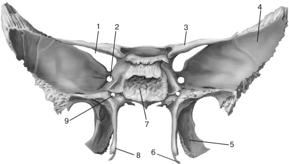 Кость бабочка. Клиновидная кость (os sphenoidale). Foramen ovale клиновидная кость. Крыловидная кость анатомия.