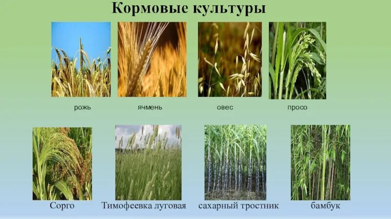 Какое растение выращивают на корм животным. Зерновые кормовые и прядильные культуры. Кормовые культуры растений. Культурные кормовые травы. Кормовые культуры растений 3 класс.