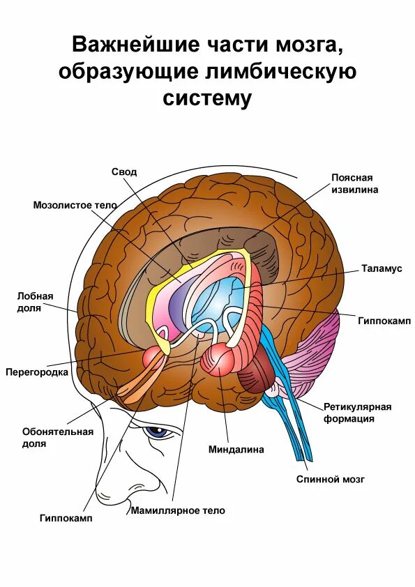 Лимбическая структура мозга. Лимбическая система гиппокамп функции. Лимбическая система в мозге человека. Важнейшие части мозга образующие лимбическую систему.