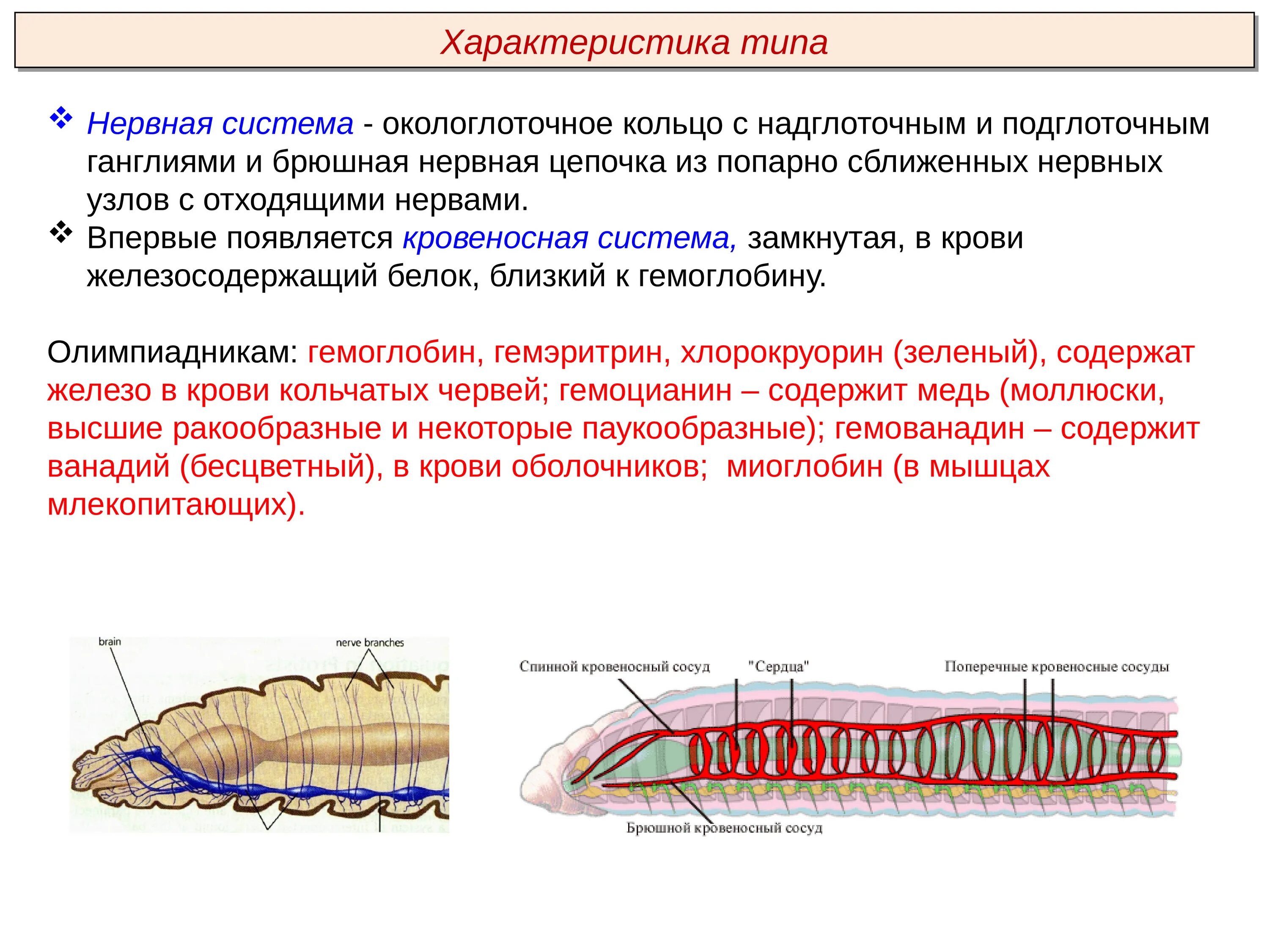 Усложнение организации кольчатых червей. Тип кольчатые черви Annelida. Кольчатые черви нервная система окологлоточное кольцо. Нервная система кольчатых червей 7 класс. Кольчатые черви строение нервной системы.