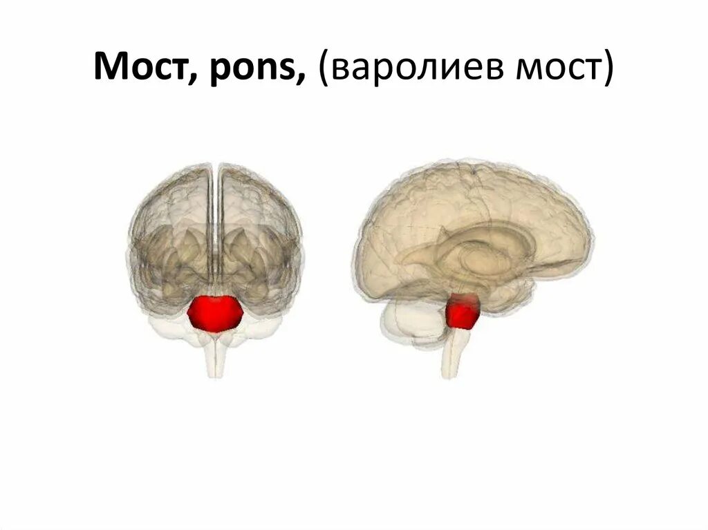 Головной мозг варолиев мост. Варолиев мост анатомия. Варолиев мост строение. Таламус варолиев мост.