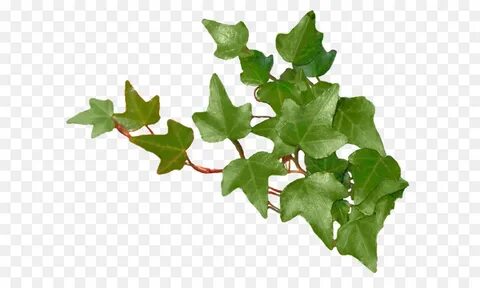 Other leaf