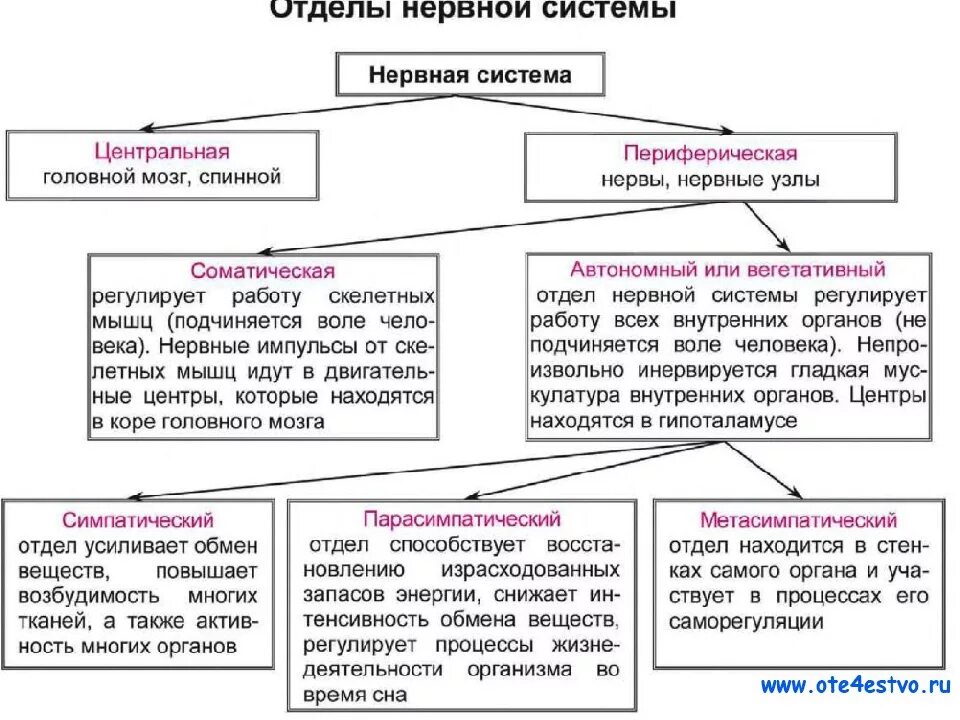 Общая характеристика и функции нервной системы. Ее отделы. Строение центральной и периферической нервной системы таблица. Отделы центральной нервной системы и их функции таблица. Структура нервной системы схема