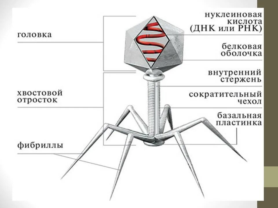 Из чего состоит бактериофаг. Строение бактериофага т2. схема строения вируса и бактериофага. строение т четного бактериофага. т чотный бактериофаг строение.