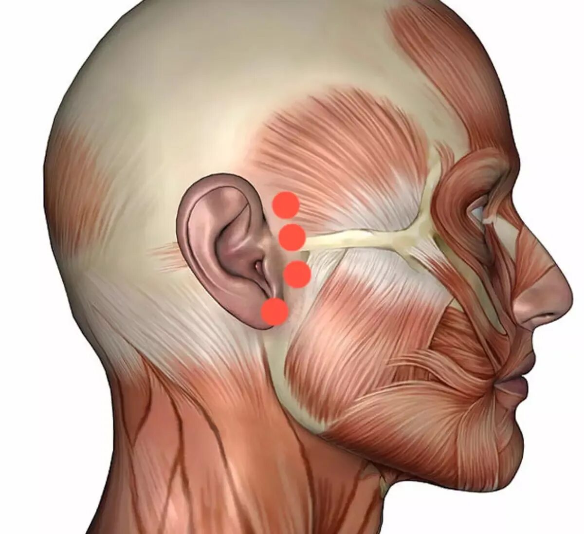 Мышцы лица профиль.