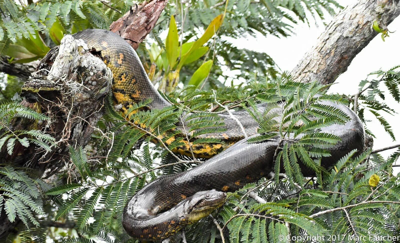 Змея на Шри Ланке. Анаконда приспособление к окружающей среде.