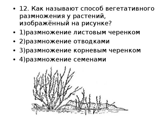 Вегетативное размножение растений отводками. Способы вегетативного размножения растений черенками. Способ вегетативного размножения растений отводками. Размножение растений оттводка.