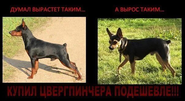 Вырос и это является