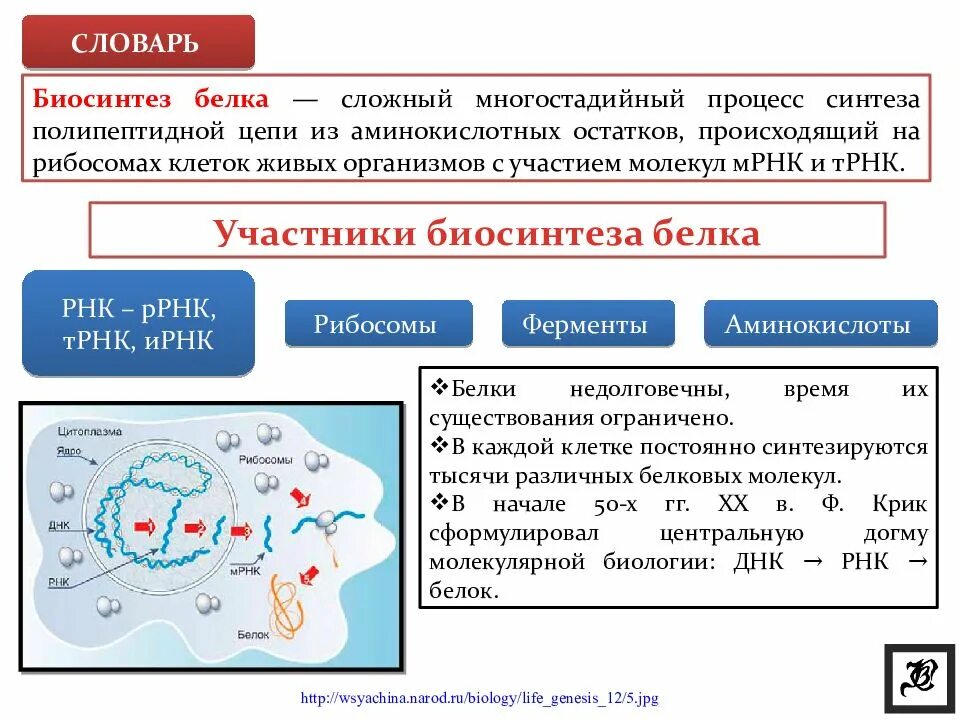 В процессе биосинтеза белка участвует