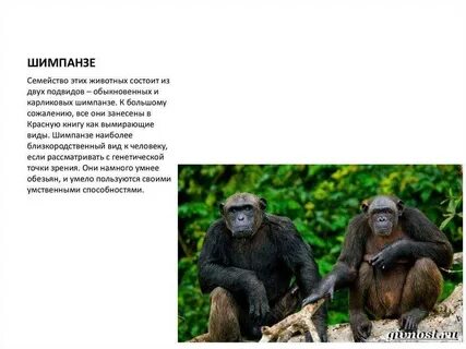 Мартышка перевод