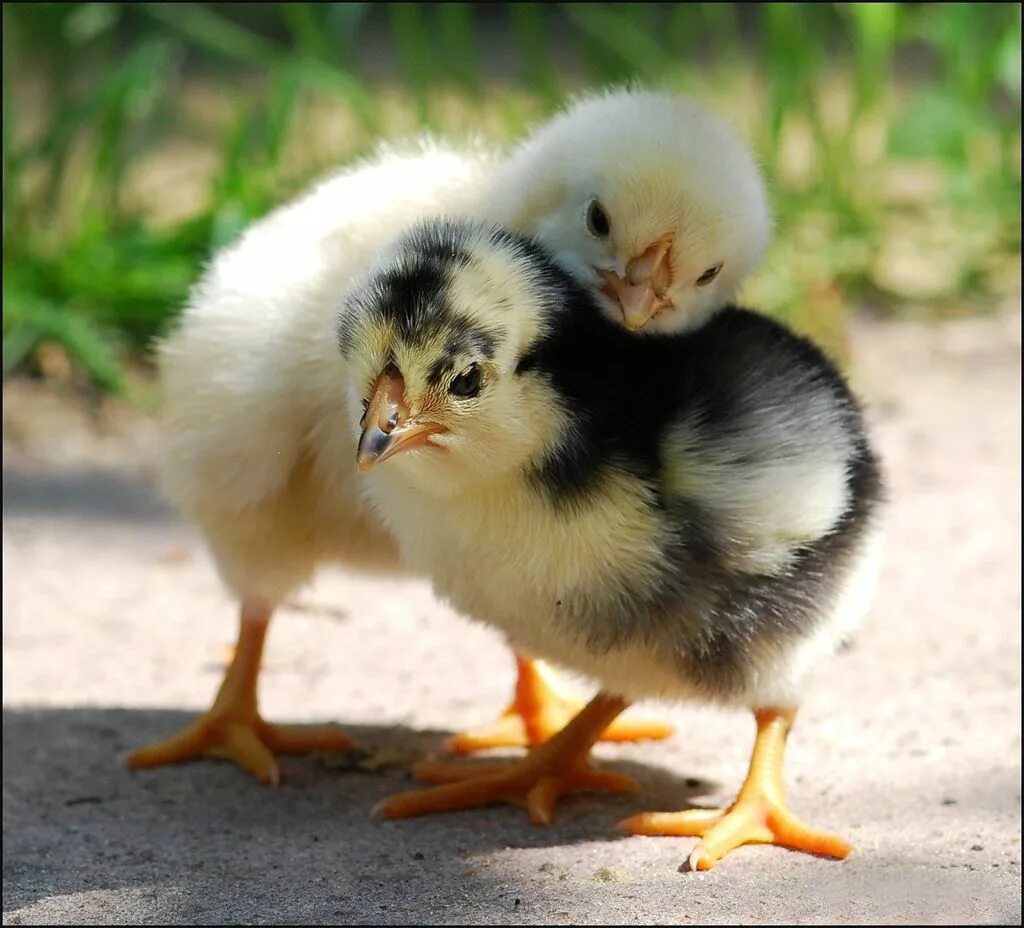 Красивые цыплята. Маленькие цыплята. Пушистый цыпленок. Пушистый птенец.