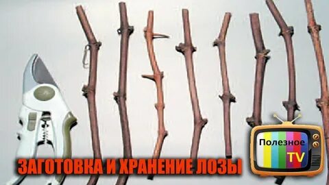 Черенок винограда где верх где низ