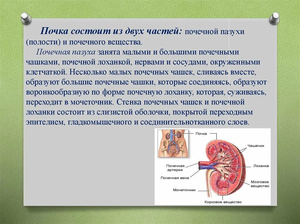 Строение почечной полости. Части пазухи почки. Структуры расположенные в почечной пазухе.