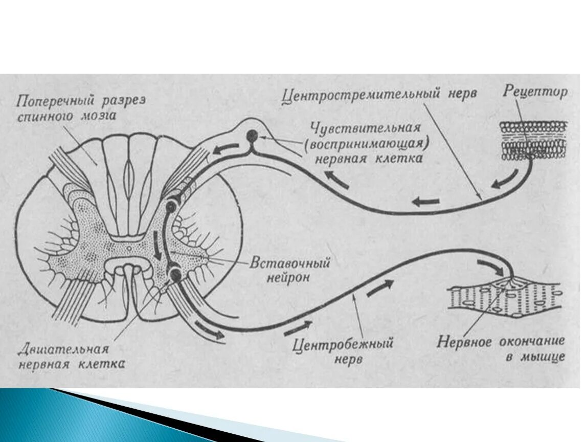 Строение рефлекторной дуги рисунок. Схема строения трехнейронной рефлекторной дуги. Схема нервного импульса в рефлекторной дуге. Части рефлекторной дуги спинного мозга. Схема передачи нервного импульса в рефлекторной дуге.