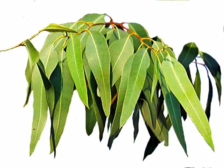 Ветка эвкалипта. Эвкалипт ланцетовидный. Gum leaves. Эвкалипт на прозрачном фоне. Эвкалипт дерево листья.