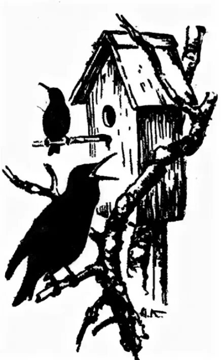 Солоухин о скворцах рассказ. Куприн скворцы. Солоухин о скворцах. Солоухин о скворцах рассказ. План скворцы.