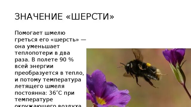 Сведения о шмелях. Рассказ о Шмеле. Интересное о шмелях. Доклад о Шмеле. Информация о шмелях 2 класс