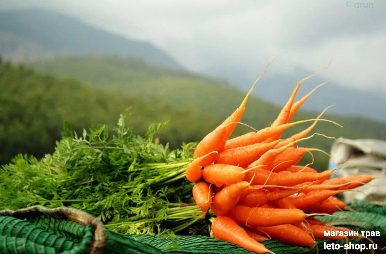 К чему снится морковь свежая. Морковь. Морковь Эстетика. Морковь фото. Красивая морковь.