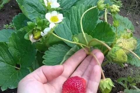 Клубника после цветения