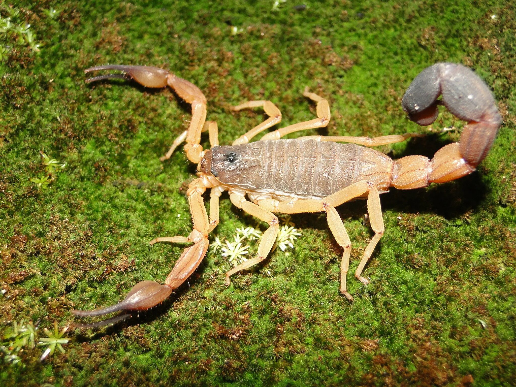 Скорпион паукообразное животное. Androctonus crassicauda. стрипедтальский скорпион. южноафриканский длиннохвостый скорпион. скорпионы паукообразные.