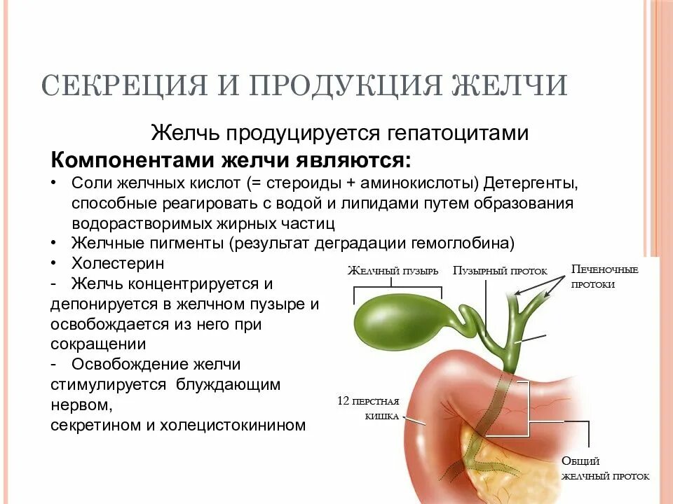 Роль желчного пузыря. Секреция желчи. Образование желчного пузыря. Основные функции желчного пузыря. Желчный пузырь его функция в организме.