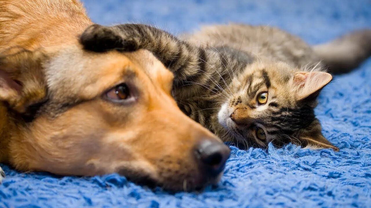 Dog and cat playing. Кошки и собаки. Собака и кошка вместе. Rjireb b CJ,FRB. Киски и собачки.
