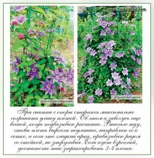 Как определить группу клематиса