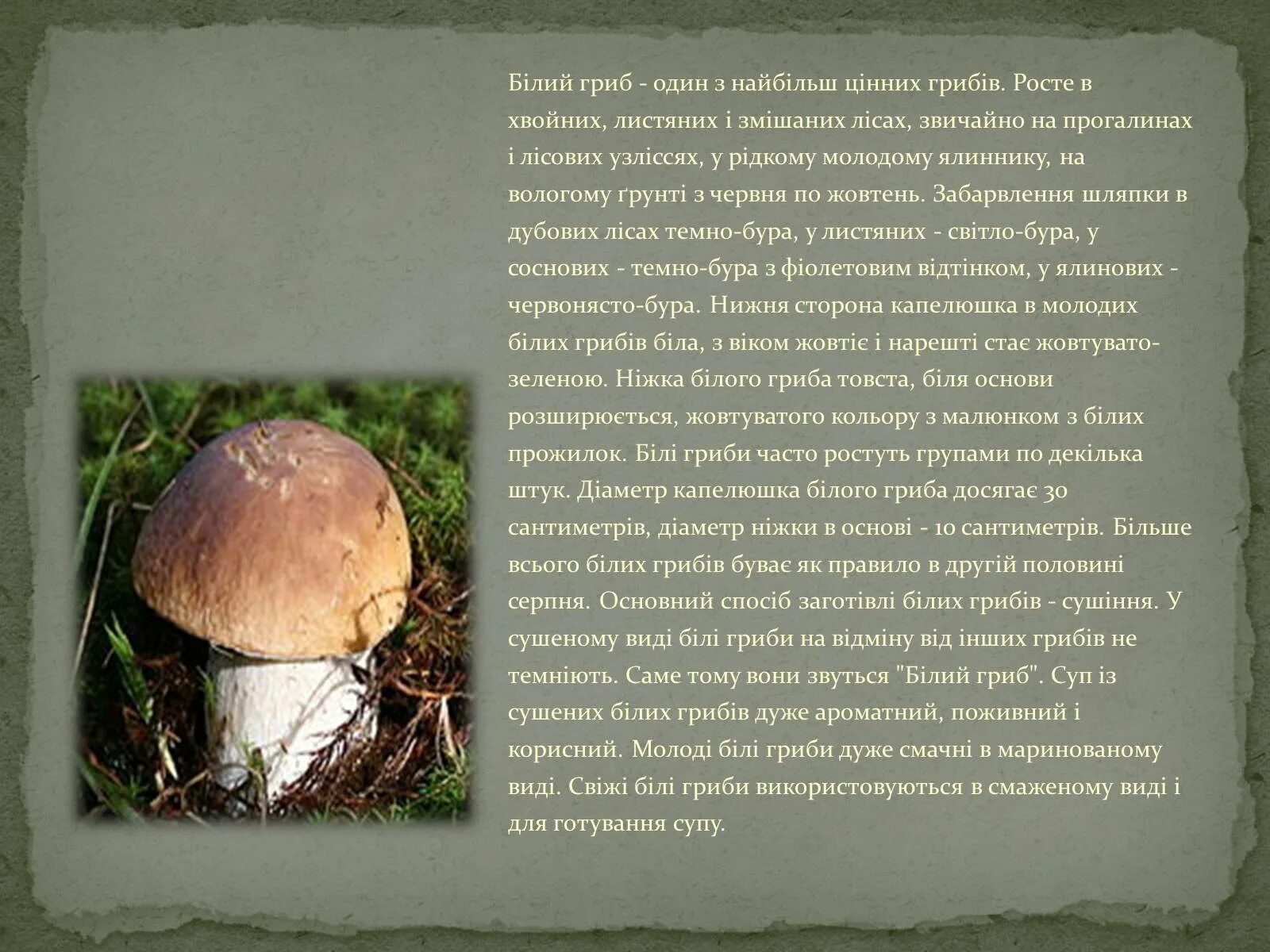 Грибной дождь содержание чем закончился. Грибной дождь содержание чем закончился