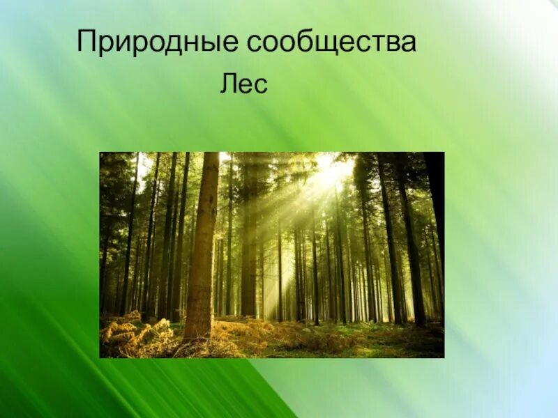 Доклад на тему природное сообщество. Природное сообщество лес. Природное сообщество KTC. Проект на тему леса. Презентация на тему лес.