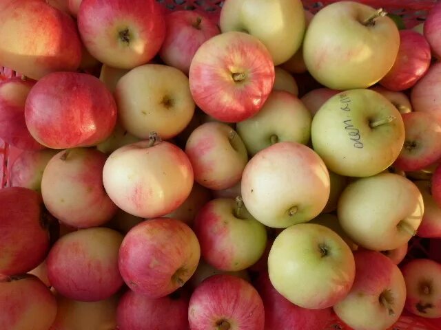 свердловская селекция. груша радужная. яблоня шаровидная селекция л а котова. яблоня заря алатау. яблоня зимняя краса свердловска.