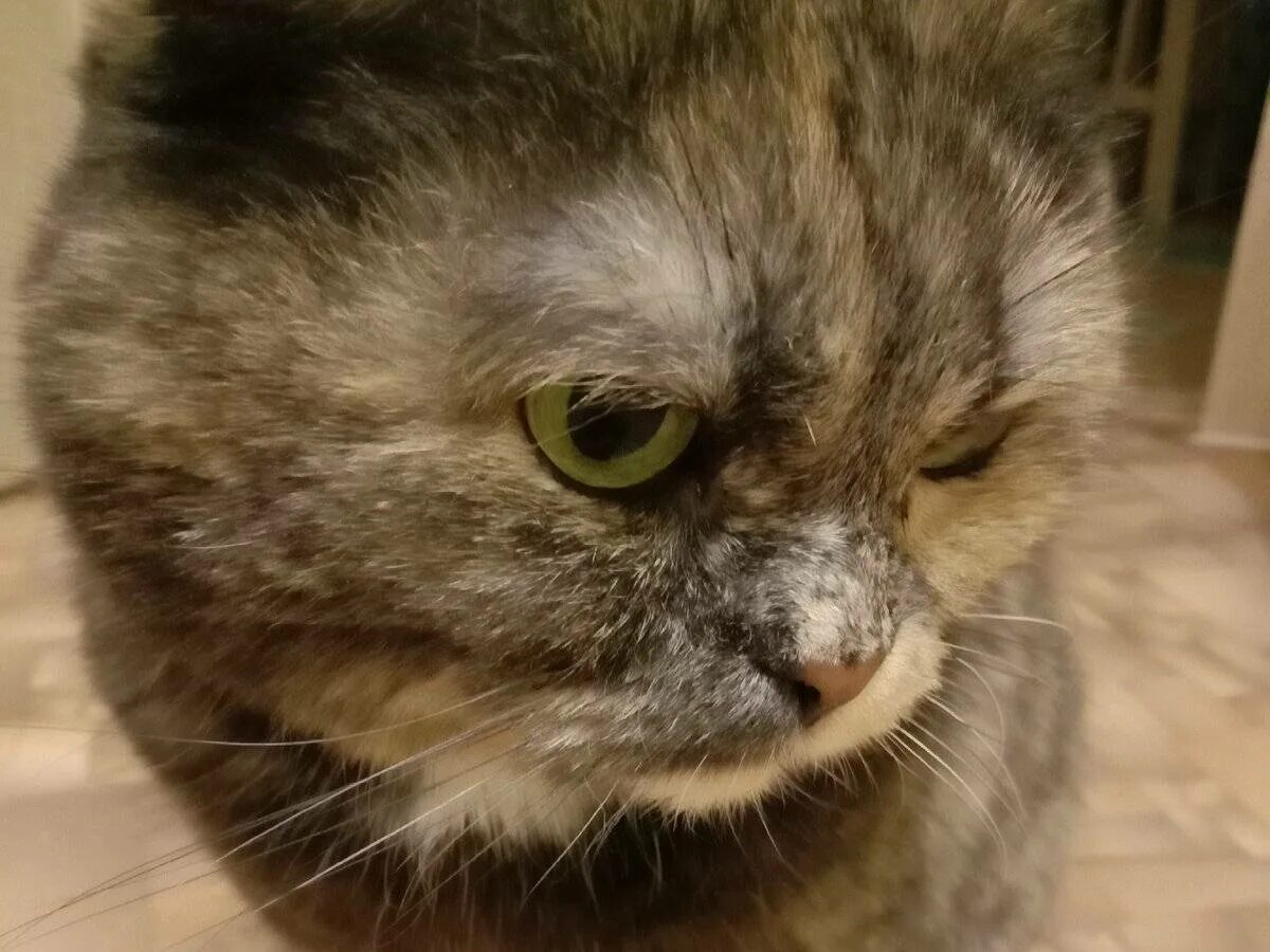 Кот заплакал. Луху кошка. Грустный котик. Грустный котик. Грустный котенок.