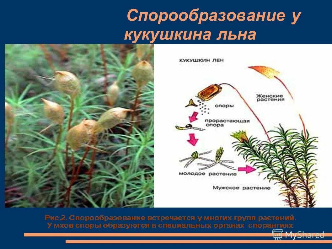 Этапы жизненного цикла кукушкина льна. Размножение мха Кукушкин лен. Кукушкин лен споры. Кукушкин лен цикл. Спорофит Кукушкина льна цикл.