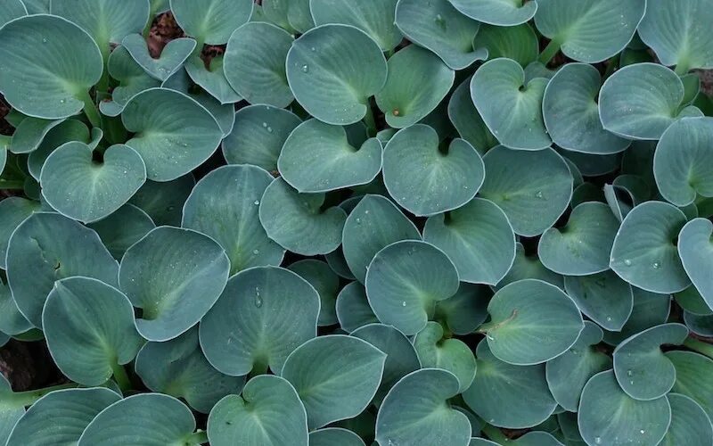 Хоста blue mouse ears. Хоста magical mouse. Голубая мышь. Blue mouse. Хоста гибридная блу маус иэрс.