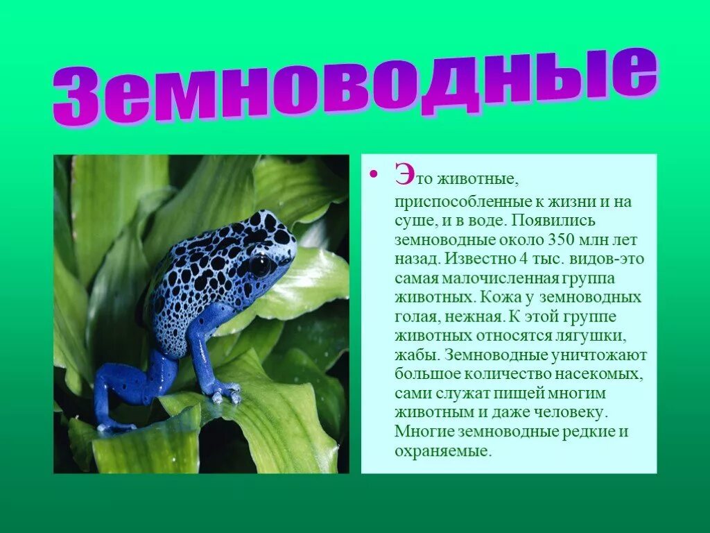 Любой земноводный. Доклад о земноводных. Сообщение о земноводных животных. Рассказ о земноводном. Доклад о земноводном животном.