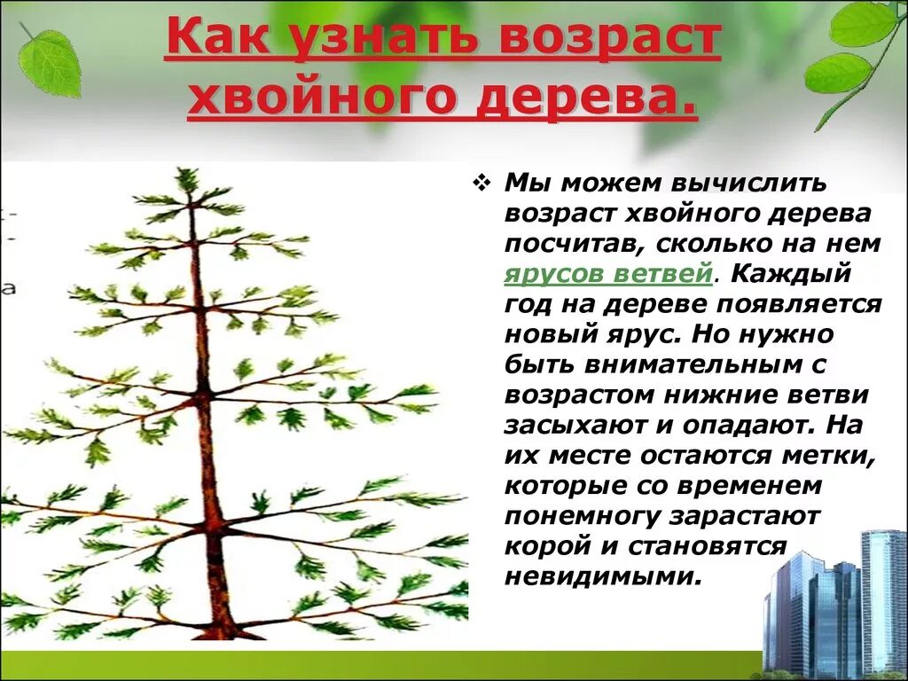 Определить Возраст дерева. Возраст хвойных деревьев. Возраст дерева по спилу. Как понять Возраст дерева не срубая его. Группы возраста деревьев