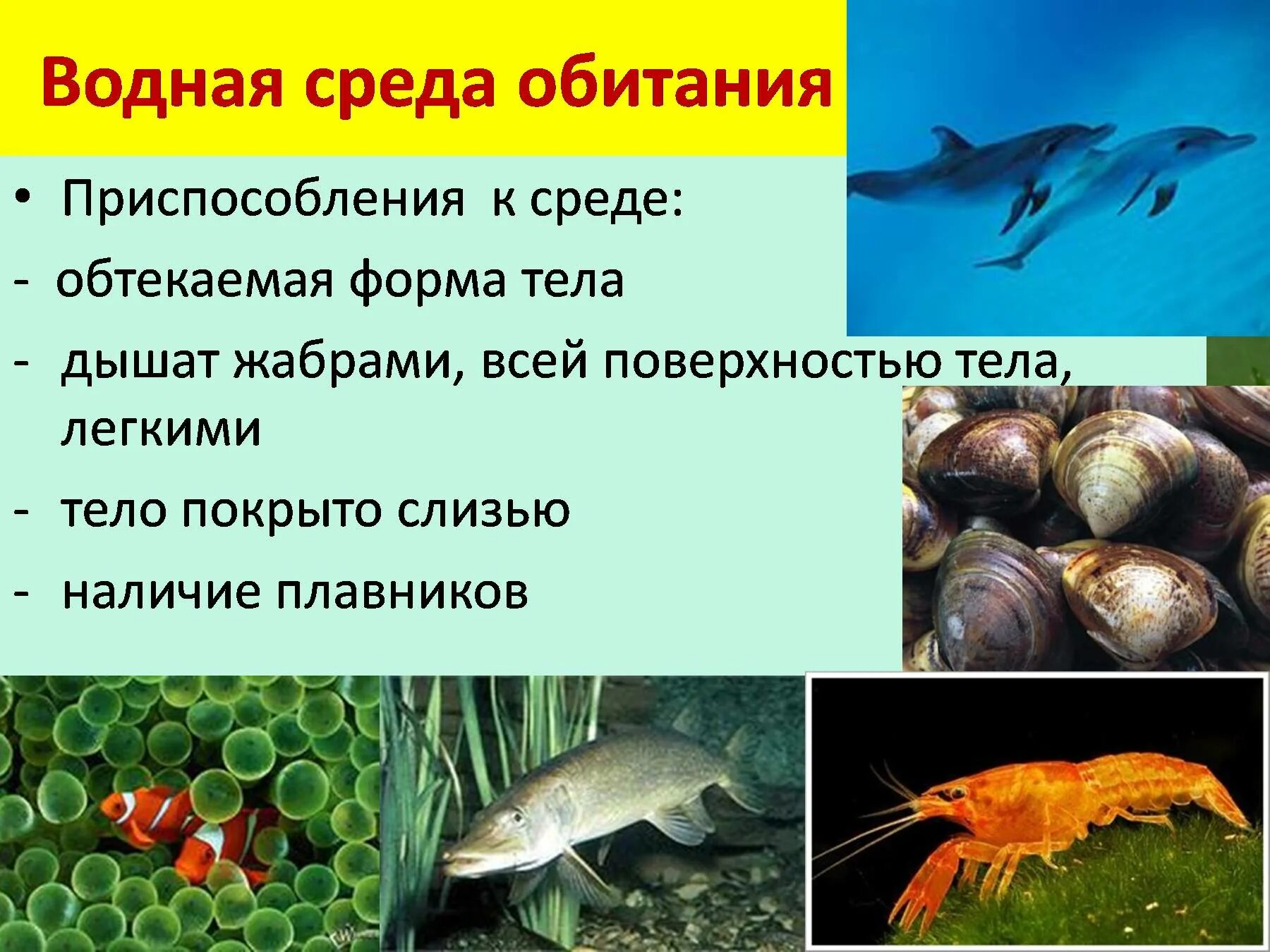 Условия жизни в водной среде. Приспособления к водной среде. Условия водной среды обитания. Организмы водной среды.