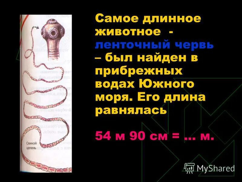 Ленточный червь длина. Самые длинные ленточные черви. Самый длинный ленточный червь в мире. Самый длинный ленточный червь в человеке.