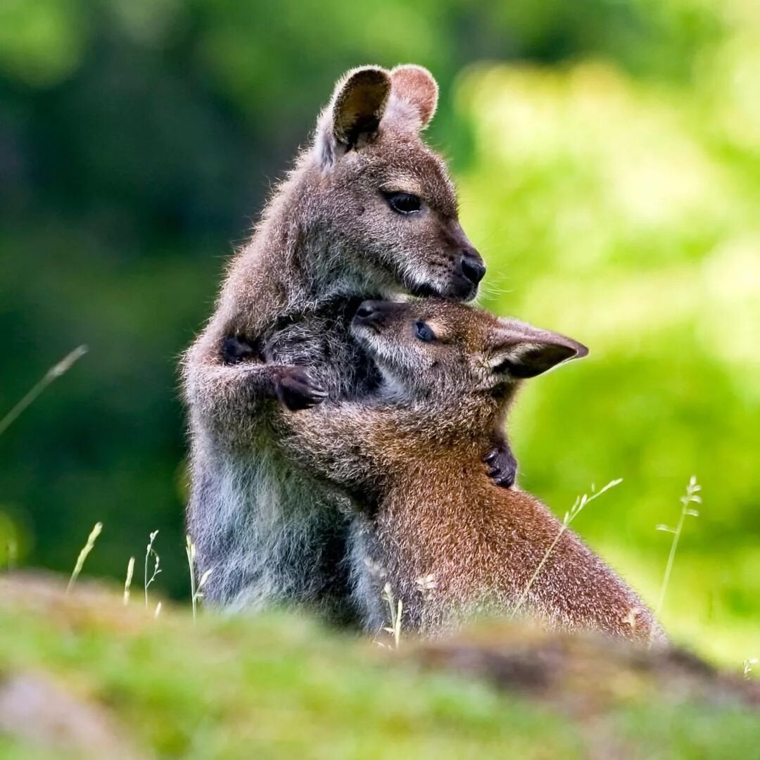 Animal couple. Парочки животных. Животные любовь. Милые парочки животных. Объятия животных.