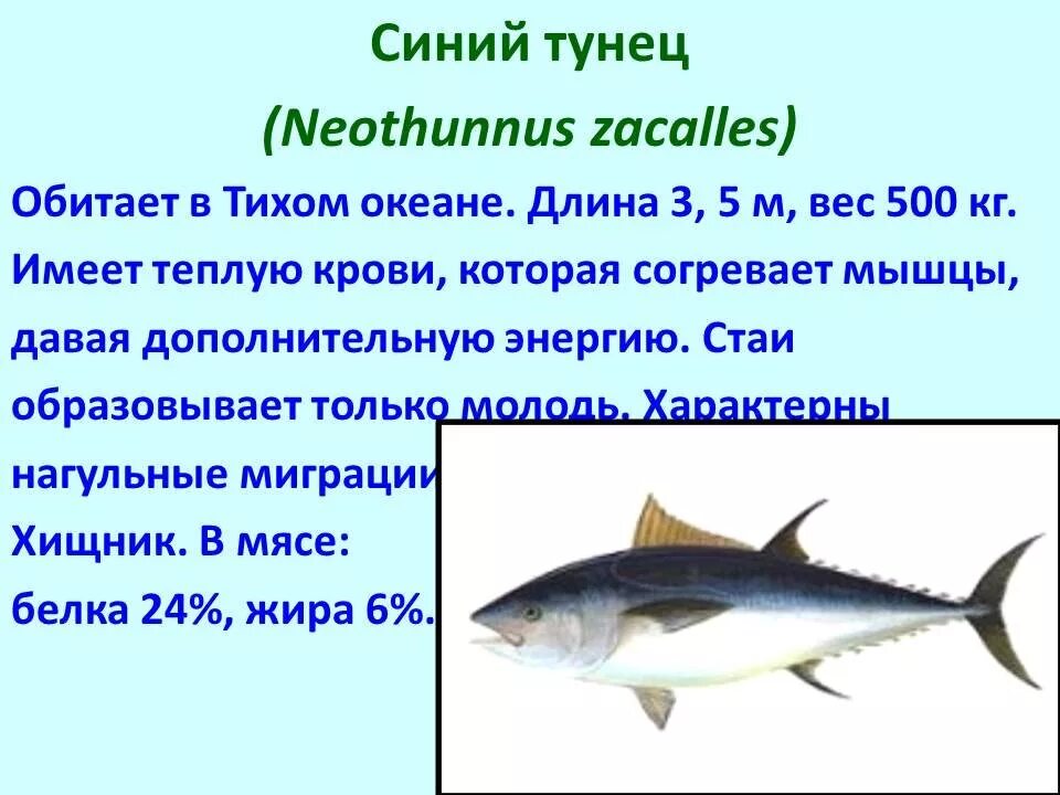 Тунец описание рыбы. Тунцы Промысловая рыба. Рыба семейства тунцовых. Тунец краткое описание. Сравнение размеров рыб