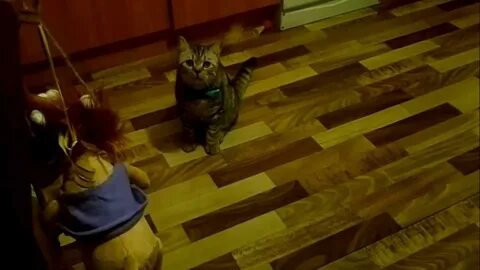 Включи кот страшилки