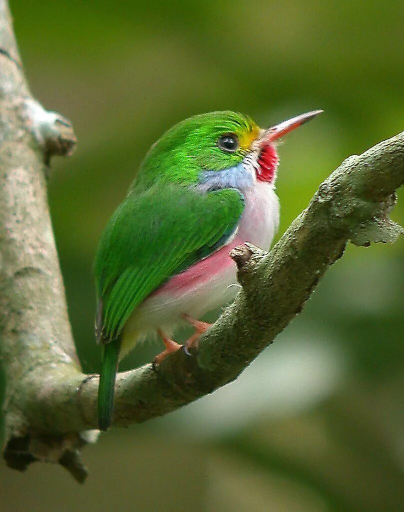 Кубинский Тоди. Зеленая птица. Салатовая птица. Красивая птица зеленая.