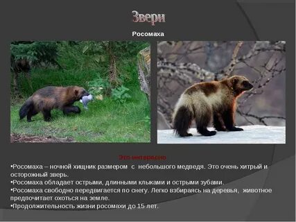 Росомаха в какой природной зоне обитает