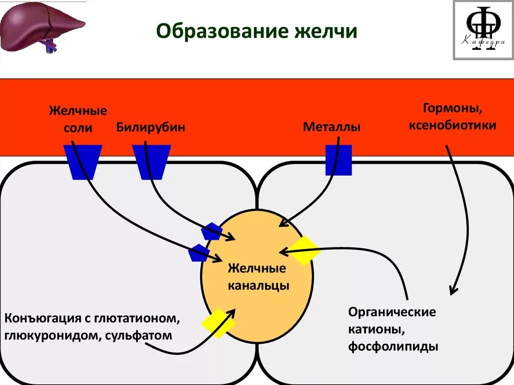 Желчь обеззараживает. Регуляция желчеобразования схема. Схема механизма образования желчи. Схема выделения желчи. Механизм образования желчи физиология.