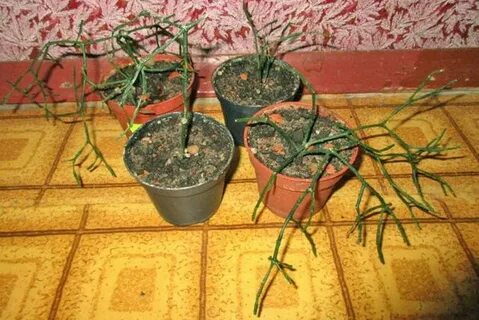 Плохо растут цветы