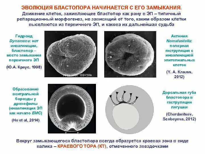 Бластопора. Бластопор первичный рот. Первичный рот у зародыша формируется. Первичный рот у зародыша формируется на стадии.