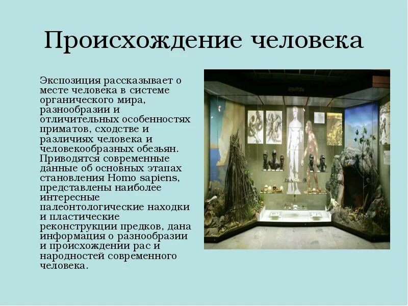 Музей доклад 3 класс. Дарвиновский музей презентация. музеи происхождение. дарвиновский музей презентация 2 класс.