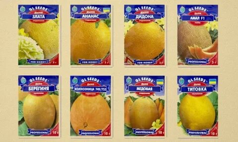 Дыня сережкина любовь